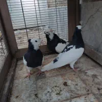 طوقی|پرنده|رفسنجان, |دیوار