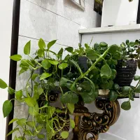 گل طبیعی|گل و گیاه طبیعی|اصفهان, خرم|دیوار