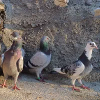 ۴ تا پلاکی  و دوتا شهری