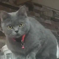 گربه بریتیش ماده