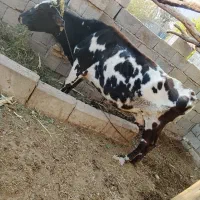 فروشی|حیوانات مزرعه|ارزوئیه, |دیوار