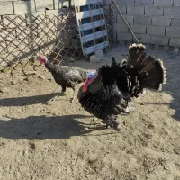 بوقلمون نروماده|حیوانات مزرعه|بناب, |دیوار