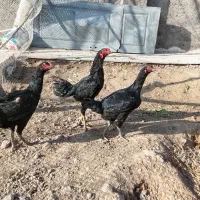 تخم لاری نطفه دار مشکی