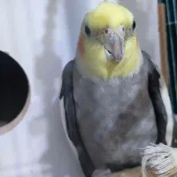 یک عدد عزوس هلندی‌|پرنده|بوکان, |دیوار