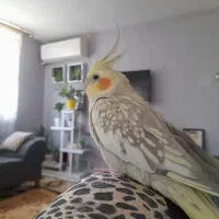 ۵ عدد طوطی عروس هلندی