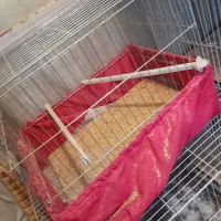 قفس قناری و سهره و مرغ عشق