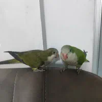 طوطی راهب فول رام