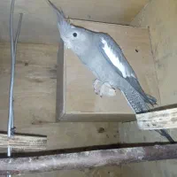 عروس هلندی|پرنده|قشم, |دیوار