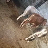 گوسالهوگاو