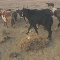 بزغاله نر وقوچ|حیوانات مزرعه|سمیرم, |دیوار