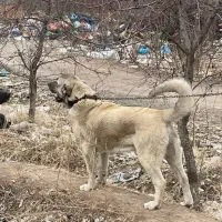 سگ عراقی|حیوانات|خوی, |دیوار