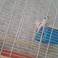 جفت مرغ عشق مولد۶ تخم