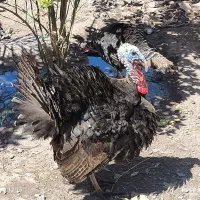 بوقلمون نر و ماده