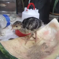 جوجه بوقلمون برنز و بوربورن دو هفته ای|حیوانات مزرعه|مشهد, آزادشهر|دیوار