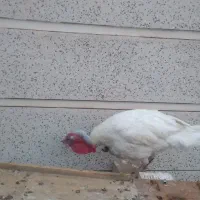 بوقلمون