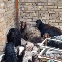 گوسفند بره نر ماده میش بره