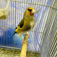 سهره نر مست