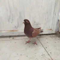 تهرانی زوردار|پرنده|سرپل ذهاب, |دیوار