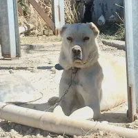 سگ اصیل سرابی.نمایشی