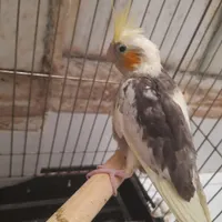 جوجه عروس هلندی دانخور