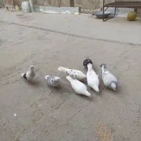 7عدد کبوتر نژاد دار