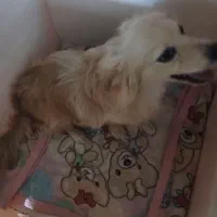 سگ خونگی|سگ|کرج, خرمدشت|دیوار