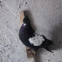 طوقی وسینه وکله