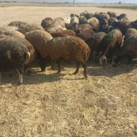 قیمت توافقی|حیوانات مزرعه|کنگاور, |دیوار