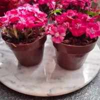 شکلات گلدونی برای روز مادر