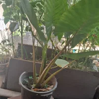 گل بابا ادم طبیعی