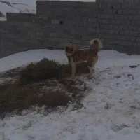 سگ دوساله|سگ|باسمنج, |دیوار