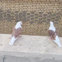 دوکت قاب معاوضه با طوق هفت رنگ