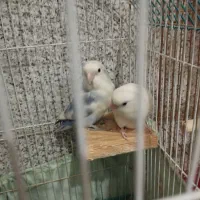 یه جفت طوطی برزیلی خوش رنگ خوشکل