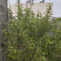 باغ ۴۰۰متر رامجین