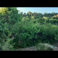 میگون باغ فروشی