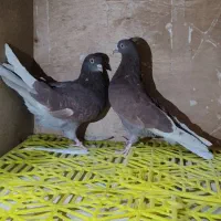 کبوتر. سینه ذغالی. پشت دار. سرخ پرش بالا|پرنده|اصفهان, رهنان|دیوار