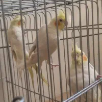 دو جفت طوطی|پرنده|بهبهان, |دیوار