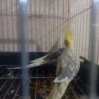 عروس هلندی مولد|پرنده|قرچک, میرزائی جنوبی|دیوار