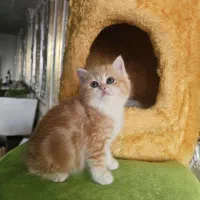 بچهگربه از همه نژادها / پتشاپ