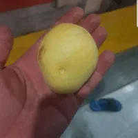 هرس تخصصی و آبیاری قطره ای کنترل با موبایل|خدمات باغبانی و درختکاری|تبریز, |دیوار