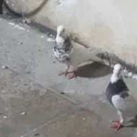 فروش یا معاوضه جفت طوقی زیر کاکل با  قفس جفتگاه