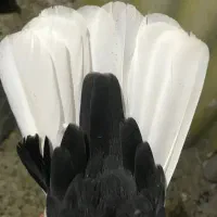 جفت دم سفید|پرنده|داراب, |دیوار