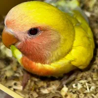 ۲ عدد طوطی برزیلی ۴۵ روزه دانه خور