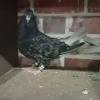 کبوتر|پرنده|سیرجان, |دیوار