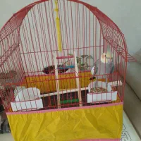 عروس هلندی رام و چلوندنی