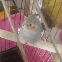 ۳ عدد جوجه عروس هلندی|پرنده|تهران, جوادیه|دیوار