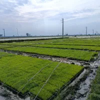 فروش سبدی تیم نشا