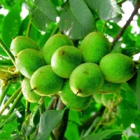نهالستان گردو و بادام دیرگل و پر بار پالیز|خدمات باغبانی و درختکاری|پیرانشهر, |دیوار