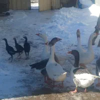 قو قاز|حیوانات مزرعه|مراغه, |دیوار