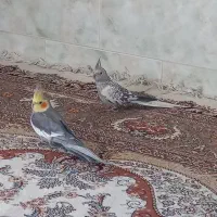 فروش یک جفت عروس هلندی